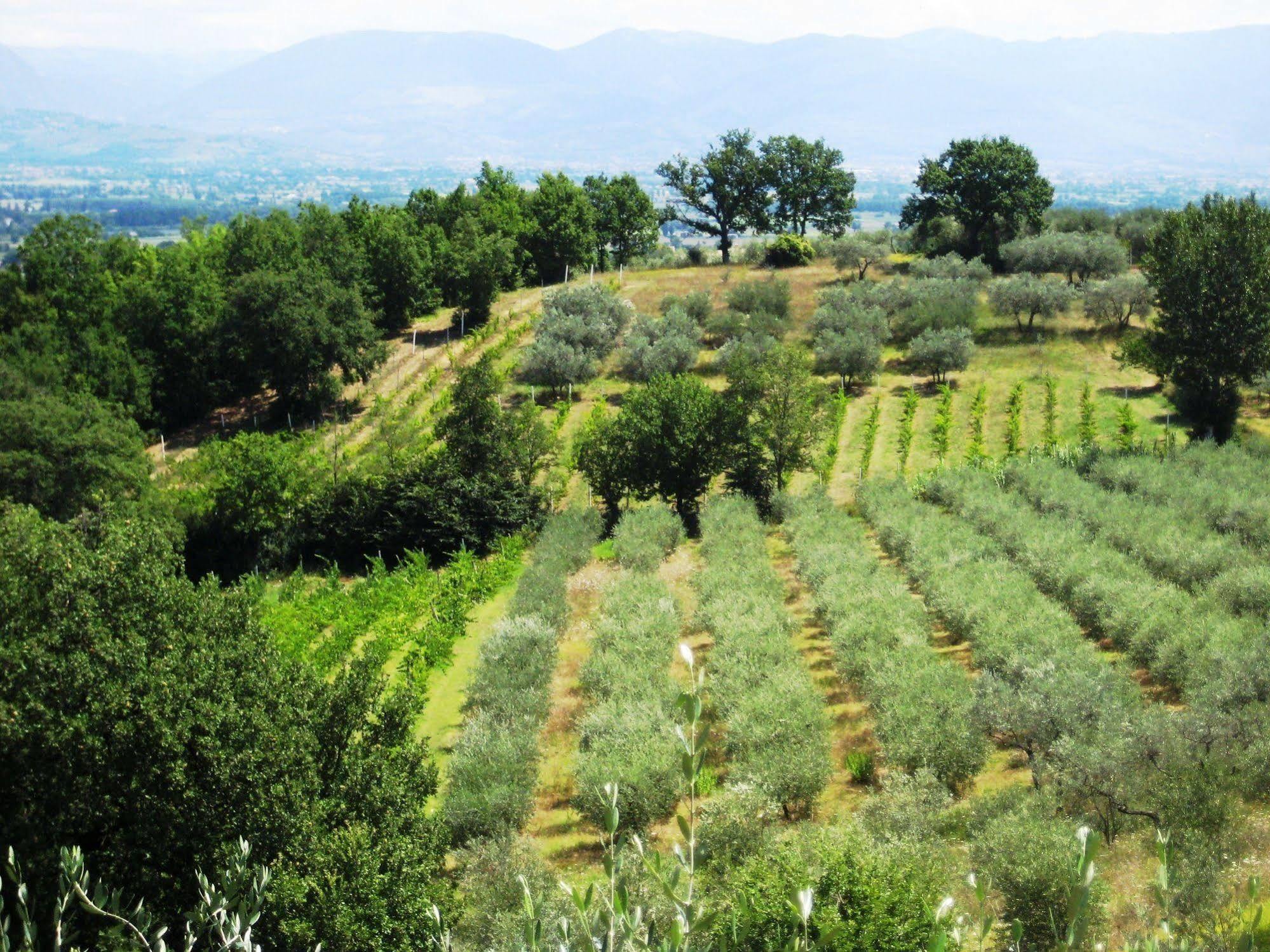 Villa Colle Di Rocco Limigiano Экстерьер фото